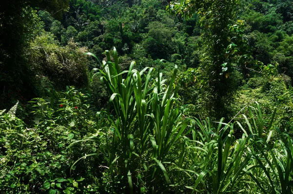 Texture tropicale verde — Foto Stock