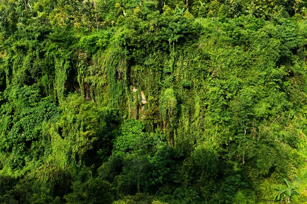 Vista texture tropicale — Foto Stock