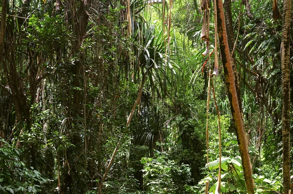 Jungle. Texture tropicale — Photo