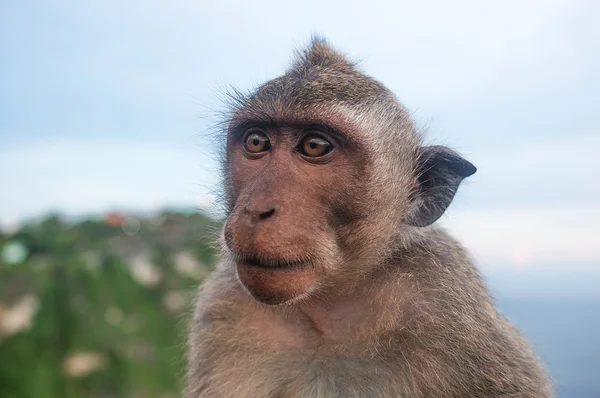 Affe Allesfresser Säugetier Pflanzenfresser — Stockfoto