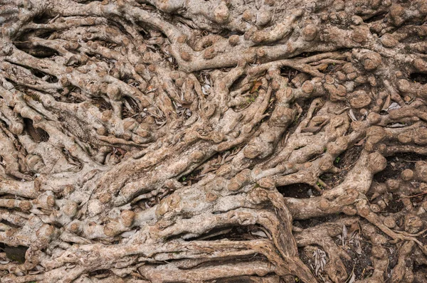 Wurzel des Baumes. Die Wurzeln des Baumes waren lange Zeit. — Stockfoto