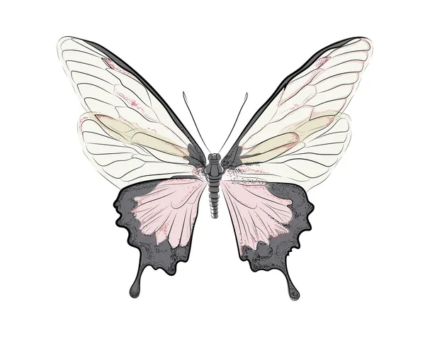 Pink butterfly illustration — Stock Vector