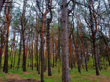 Ağaçlar ve yapraklarla dolu sonbahar ormanı