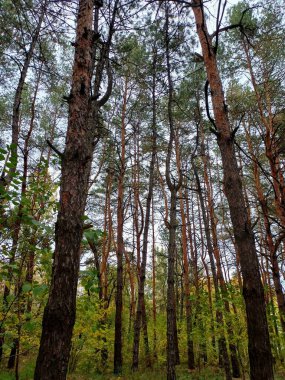 Parktaki güzel orman