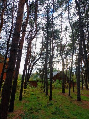 Ormanın güzel manzarası