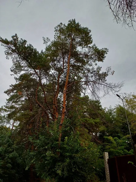 Ormanın güzel manzarası