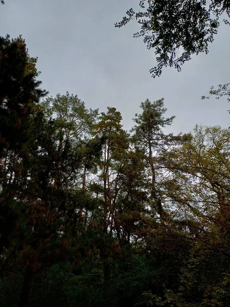 Ağaçlar ve ormanlarla dolu güzel bir manzara.