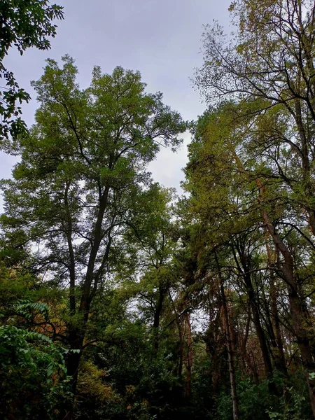 Parktaki sonbahar ormanı