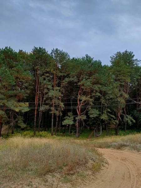 Kırsaldaki güzel orman.