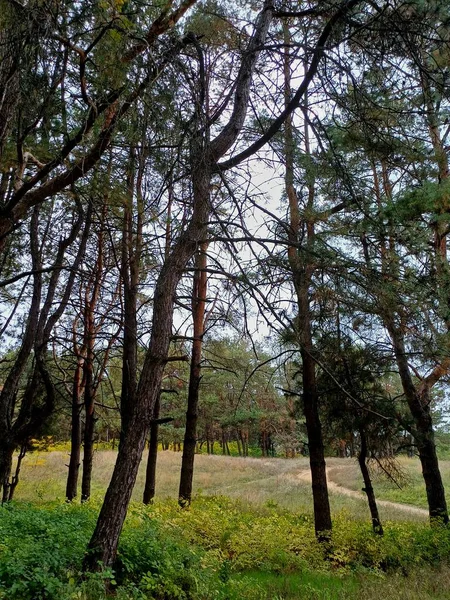 beautiful autumn forest on background, close up