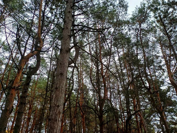 pine trees and forest in the evening