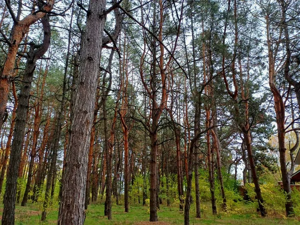 Ağaçlar ve yapraklarla dolu güzel bir sonbahar ormanı