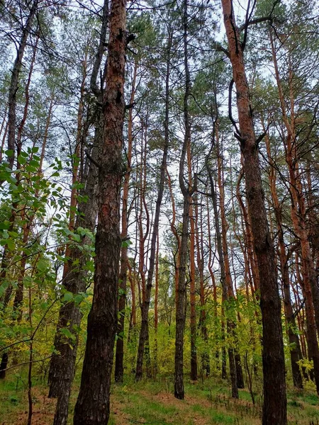 Ormandaki çam ağaçları