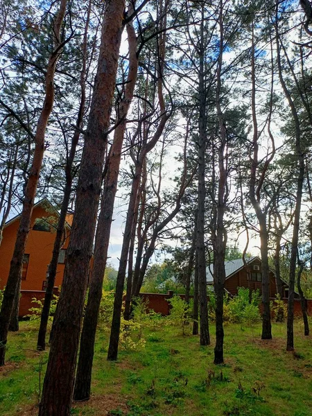 Ormanın güzel manzarası