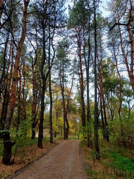 Ormanın güzel manzarası