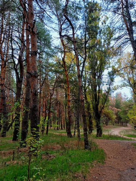Ağaçlar ve yapraklarla dolu güzel bir sonbahar ormanı