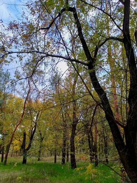 Şehirdeki sonbahar parkı