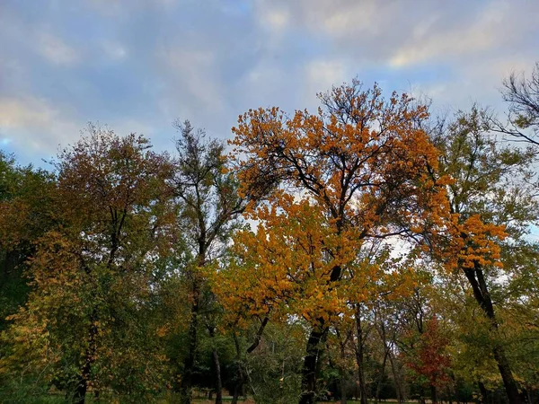 Renkli ağaçlar ve yapraklarla dolu sonbahar manzarası