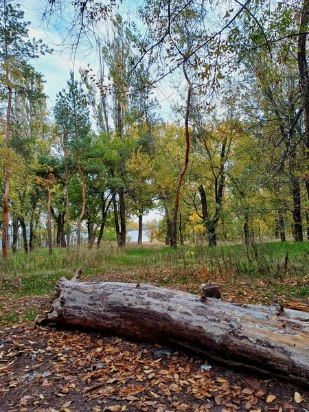 Parktaki ormanın güzel manzarası