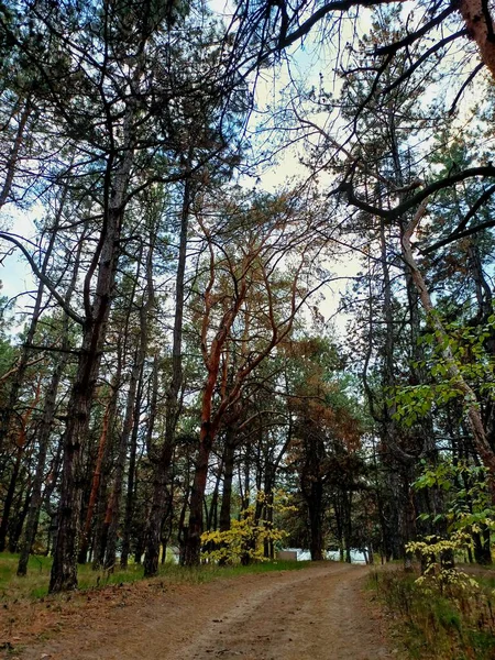 Ağaçlar ve yapraklarla dolu sonbahar manzarası