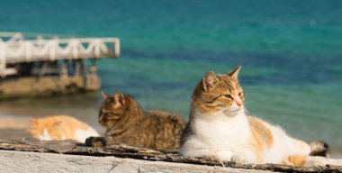 Üç beyaz arka plan iskelede dinlenme kediler serin.