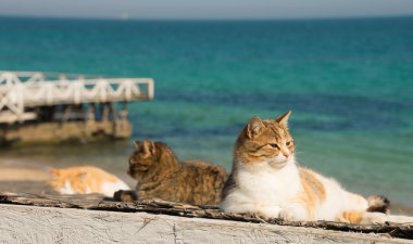 Üç beyaz arka plan iskelede dinlenme kediler serin.