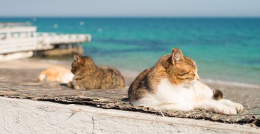 Üç beyaz arka plan iskelede dinlenme kediler serin.