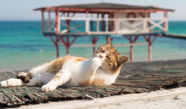Beyaz ve kırmızı kedi dinlenme serin ve onun pençe yalıyor