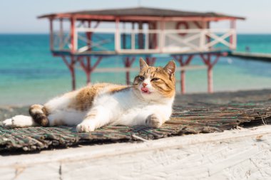 Beyaz ve kırmızı kedi dinlenme serin ve onun pençe yalıyor