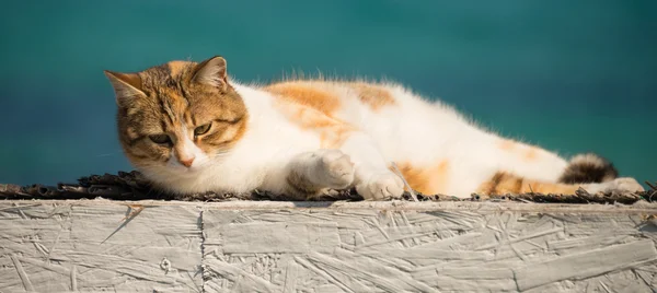 Cool white and red cat resting