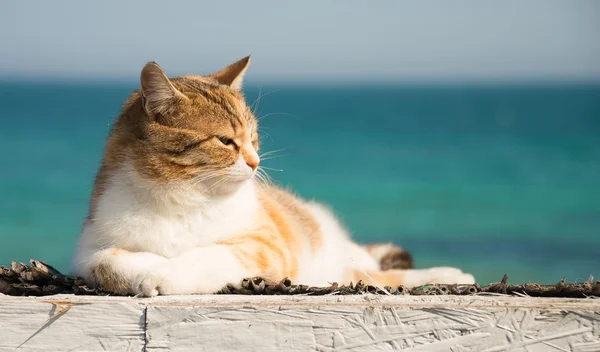 котик в отпуске. кот на пляже. кошечки на пляже. кошка отдыхает. котик в пледе.