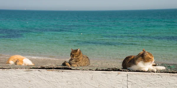 Three cool cats resting on white background pier.