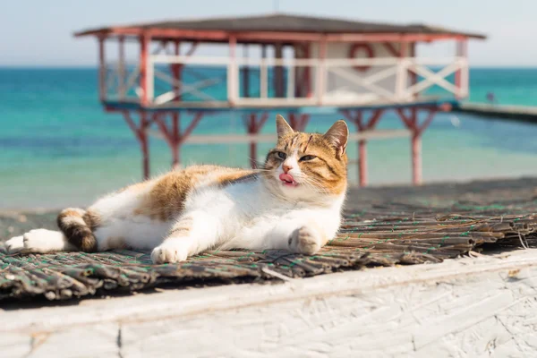 Cool gato blanco y rojo descansando y lame su pata — Foto de Stock