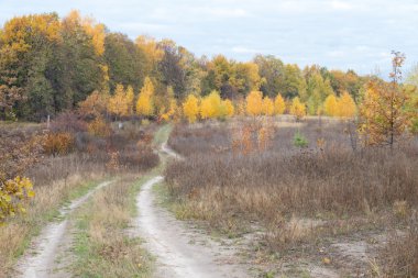 Sonbahar sarı çim siyah ağaçlar mavi gökyüzü zemin karşı.