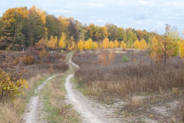 Sonbahar sarı çim siyah ağaçlar mavi gökyüzü zemin karşı.