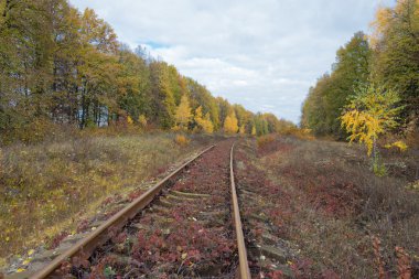 Sonbahar sarı çim siyah ağaçlar mavi gökyüzü zemin karşı.