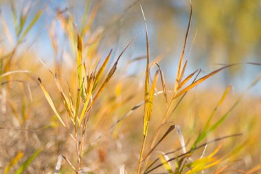 Sarı çim ön ve mavi gökyüzü ile sonbahar manzara yalnız bitki.