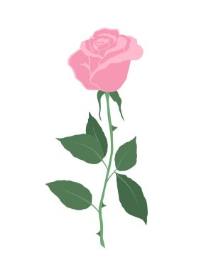 Beyaz arka planda yeşil yapraklı pembe gül. Yaz çiçekleri. Vektör illüstrasyonu