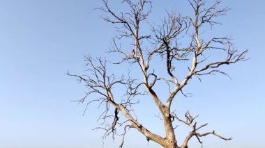 Leafless tree against a blue sky in Weran during winter season