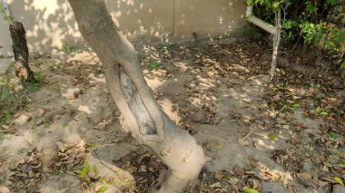 Düşen sonbahar yaprakları yere saçılmış. Çatlak ağaç gövdesi mevsim değişikliğini ve doğal yaşlanma sürecini simgeliyor.