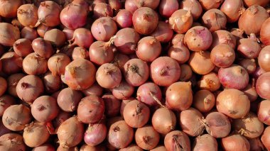 Kırmızımsı kahverengi derili taze soğan yığını yuvarlak şekillerini ve dokulu yüzeylerini aşçılık kullanımına hazır hale getiriyor.