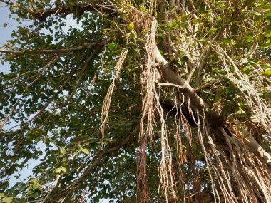 Uzun hava köklerine sahip antik banyan ağacı zarif bir şekilde doğayla olan dayanıklılığını ve bağlantısını simgeliyor.