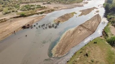 Kırsal dağ manzarasında nehirden geçen keçiler