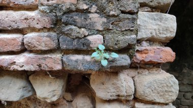 Eski taş duvarlardan büyüyen küçük bir bitki.