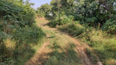 Yeşil ormandan geçen çamurlu dolambaçlı yol