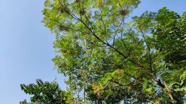 Güneşli ağaç tepesinde mevsimlik yapraklar ve kozalar
