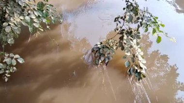 Çamurlu nehir suyu kısmen batık bir ağaç dalının yanından geçiyor ve dinamik bir hareket yaratıyor.