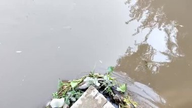 Doğa kanalı akıntısı köprünün altında sıkışmış çimenlere ve yapraklara çarpıyor.