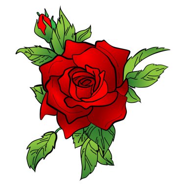 Kırmızı bir gülün vektör illüstrasyonu.