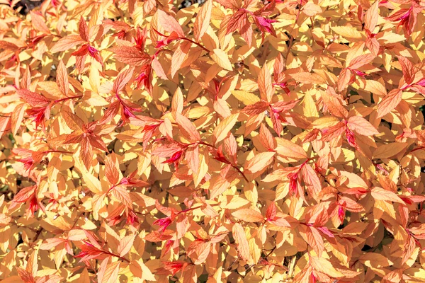 Beautiful leaves background — Stock Photo, Image